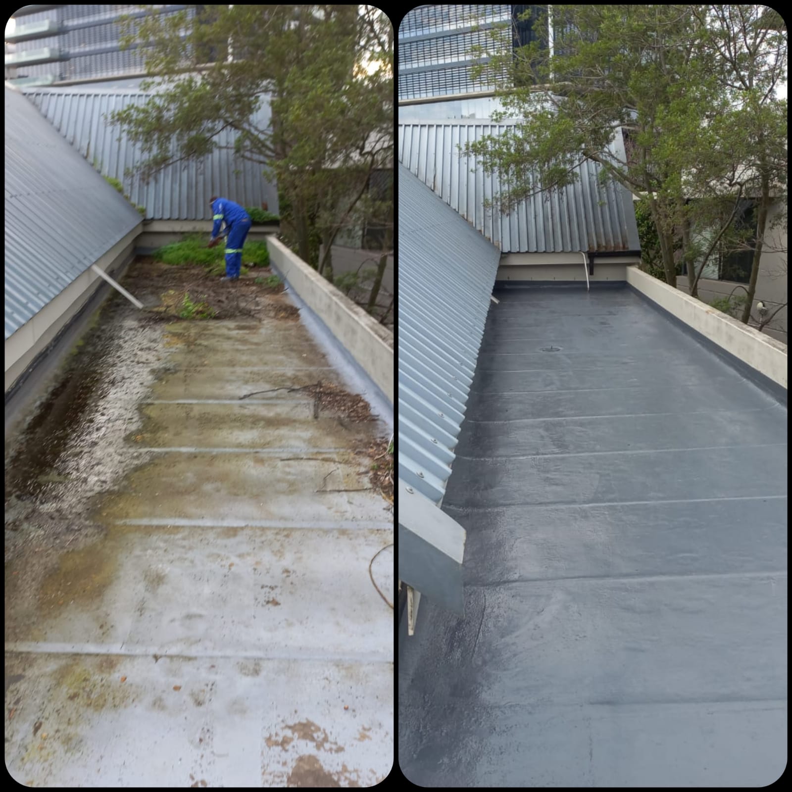 Overgrown concrete box gutter before clearing, and the same gutter after being waterproofed with a liquid membrane