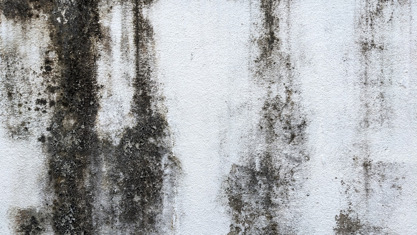 Black mould spreading across the surface of a cold internal wall